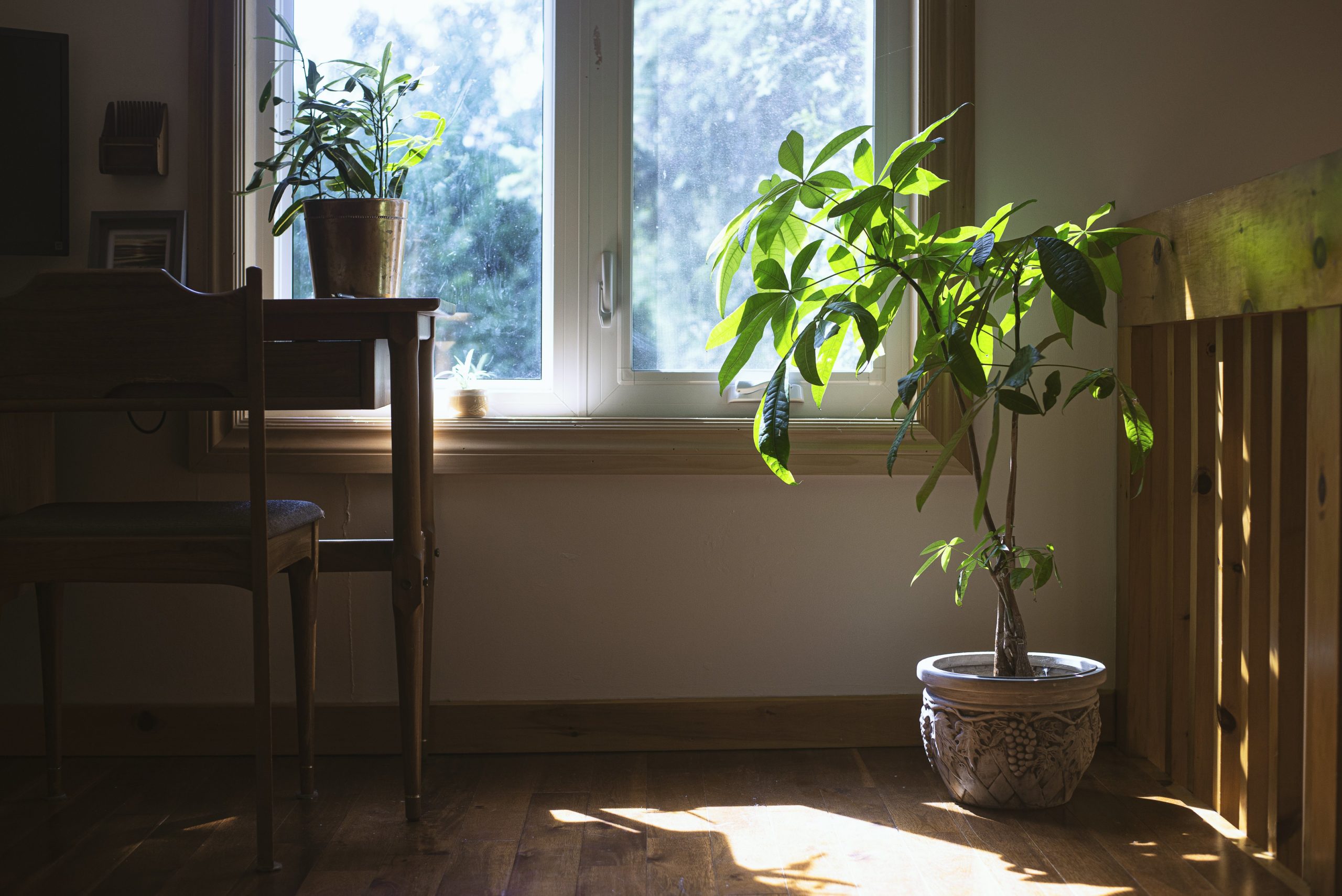 house-plant-enjoys-natural-light