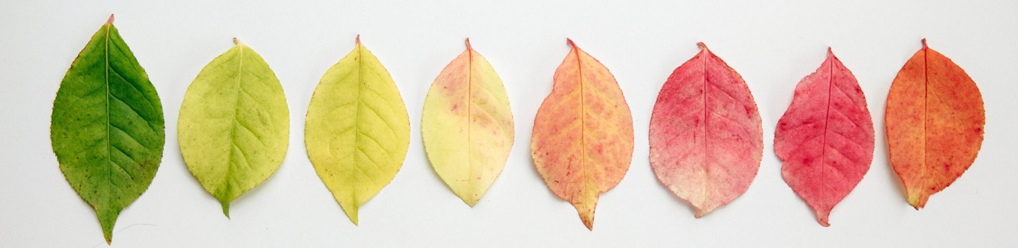 flat-lay-of-autumn-leaves-changing-color