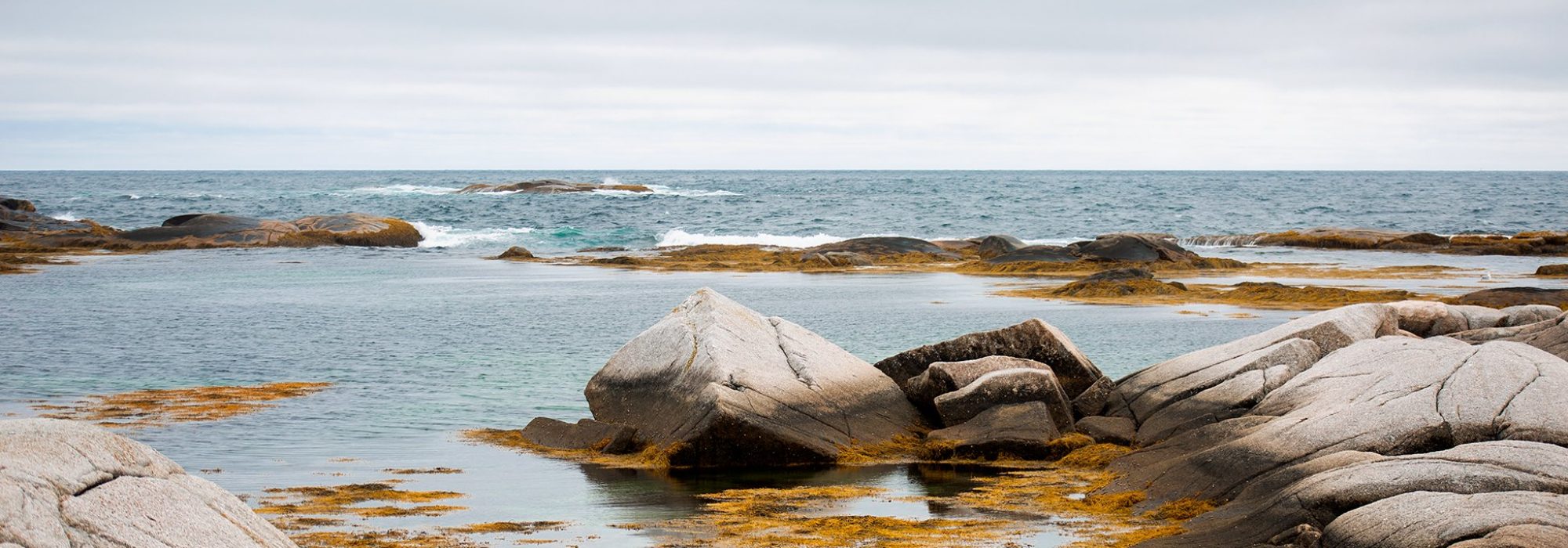 yellow-seaweed-on-ocean-rocks yellow-seaweed-on-ocean-rocks